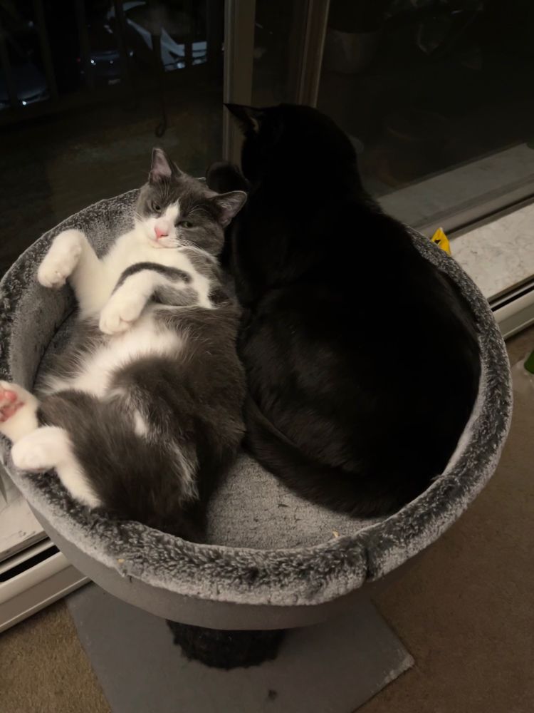 My cats are snuggling!! Peppercorn is a gray and white tuxedo on her back with her belly up and Cocoa is all black as a loaf and they are snuggling in the cat tree!