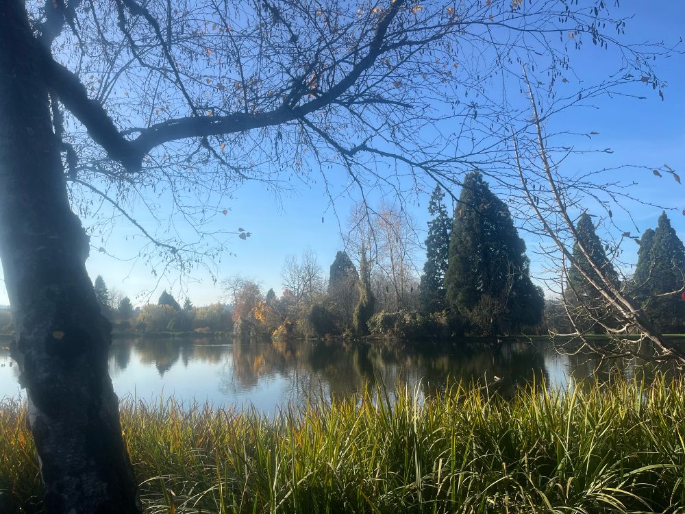 Trees in a variety of shapes are reflected in a sunlit pond. They wear shades of green with tinges of orange. A tree in the left foreground stretches its mostly leafless branches across the frame. 
