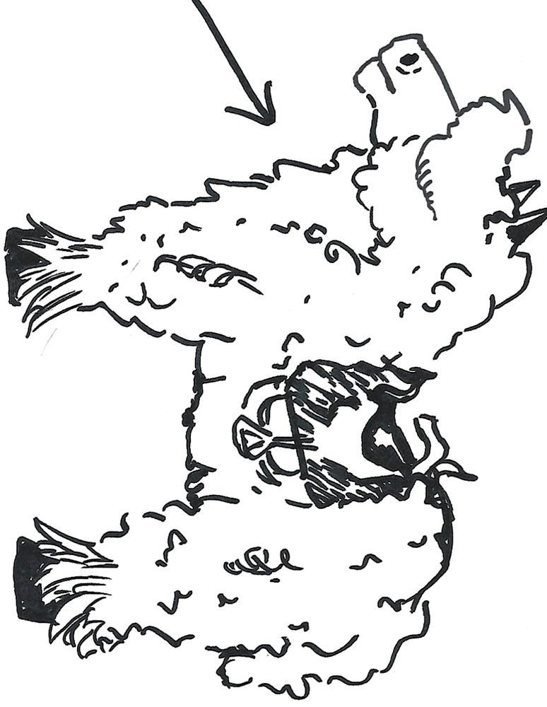 A sharpie doodle of a very wooly horse with an arrow pointing at it cropped weird