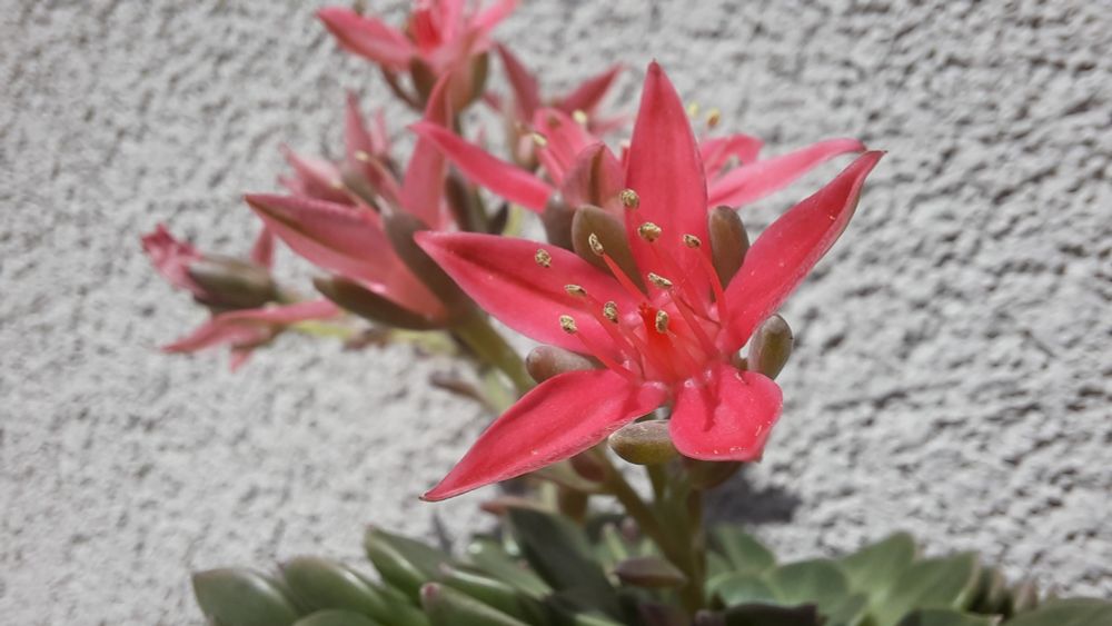 Seltene Blüten