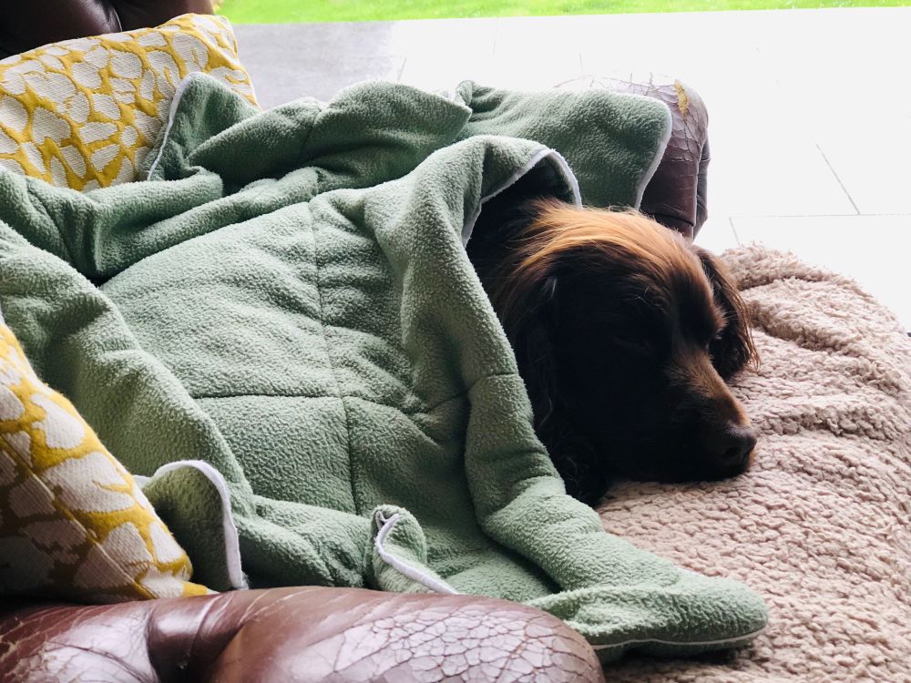 Brown Cocker Spaniel called Murphy having a sleep in the armchair 