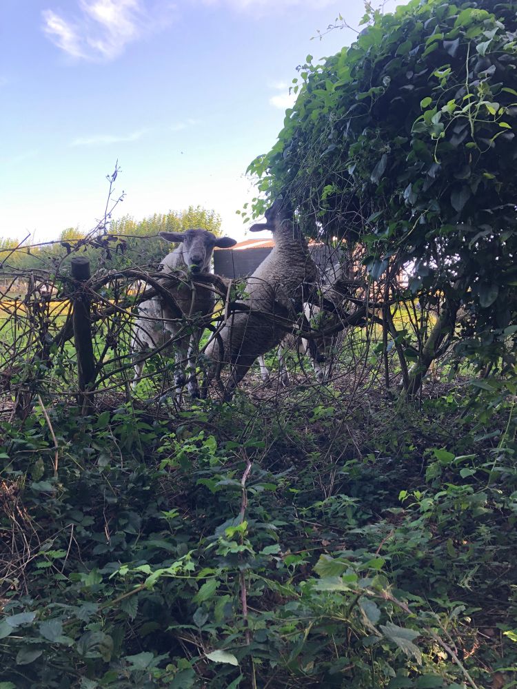Three sheep eating a bush over a fence 