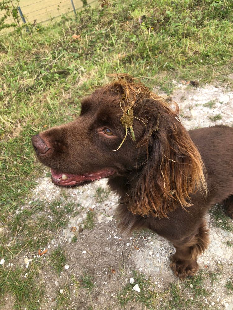 Brown Cocker Spaniel called Murphy after rolling in cow dung