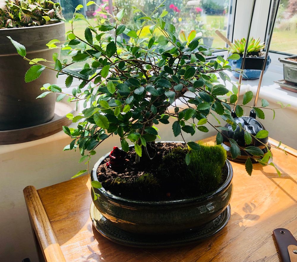 Bonsai tree