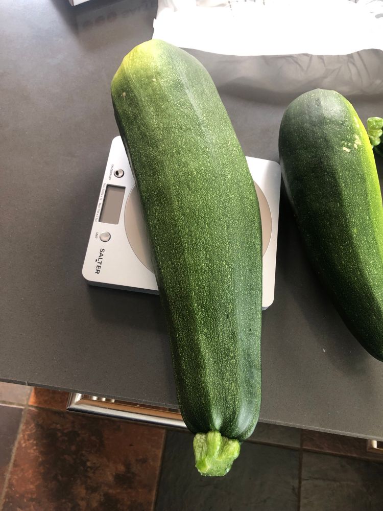 Huge courgette 