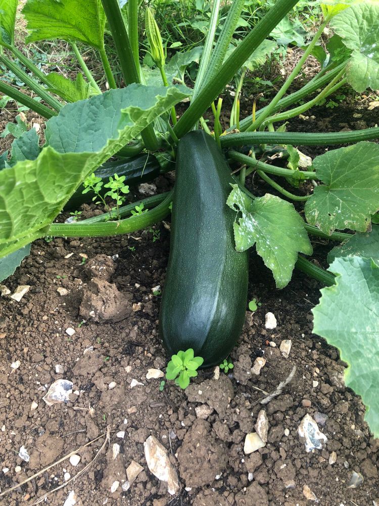 Huge courgette 