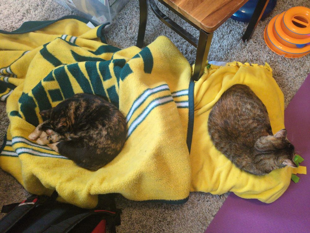 Two cats curled up & sleeping, one is a tortoiseshell & the other is a tabby