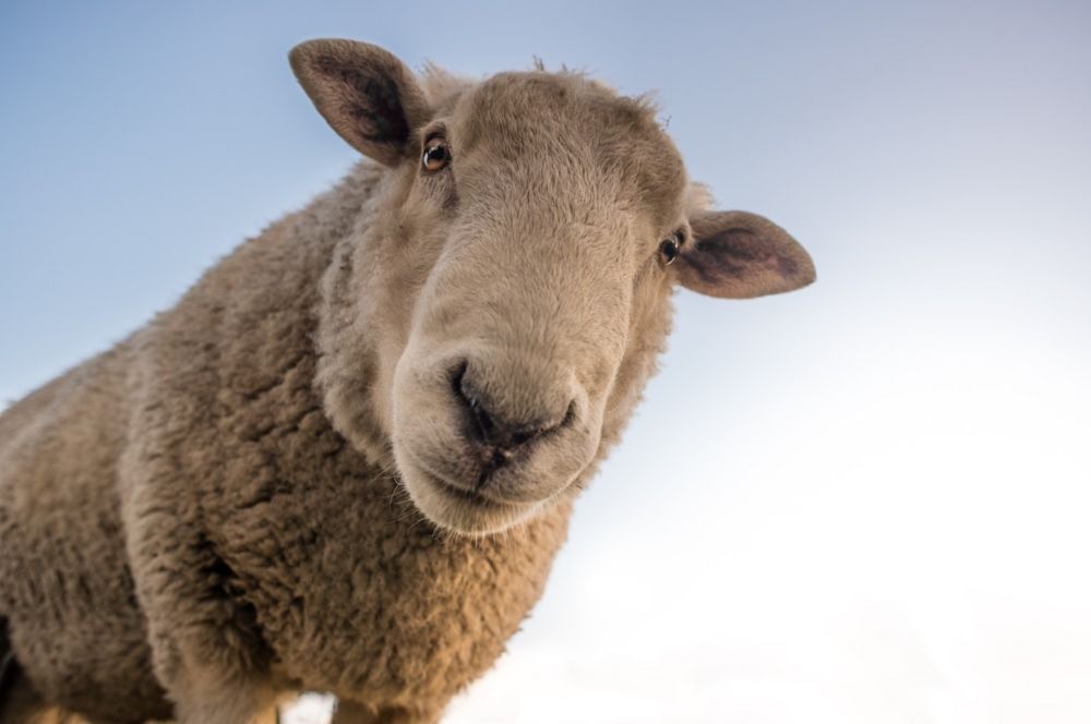 Les Moutons Électriques rêvent-ils de l'argent de Bolloré ?