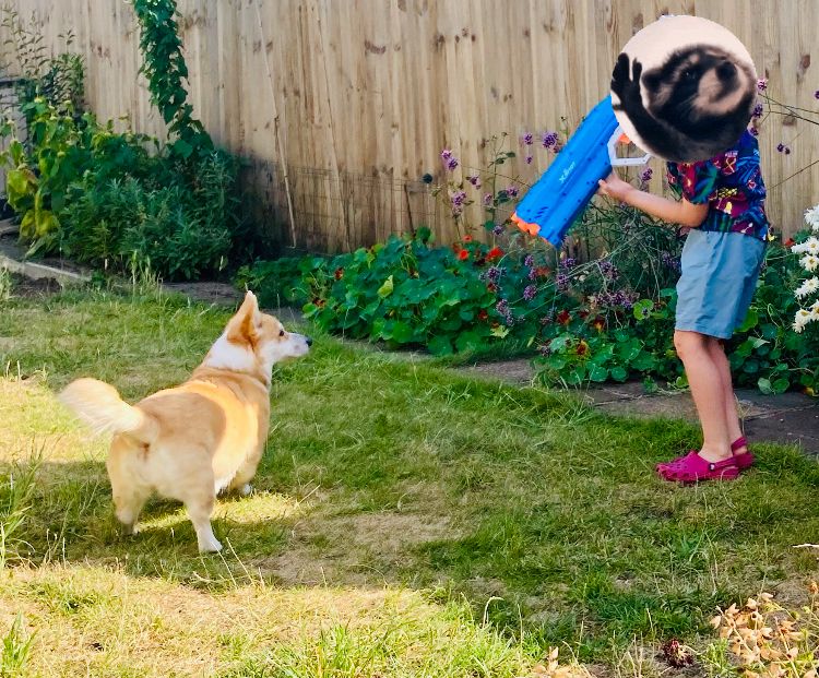 An 8yo in a Hawaiian shirt, blue shorts, and red crocs stands on a lawn holding a massive blue and otange water gun. The face is obscured by a photo of a raccoon. The water gun is pointed at the dry grass in front of a tan and white corgi, who is eagerly watching to see if the water gun will shoot 