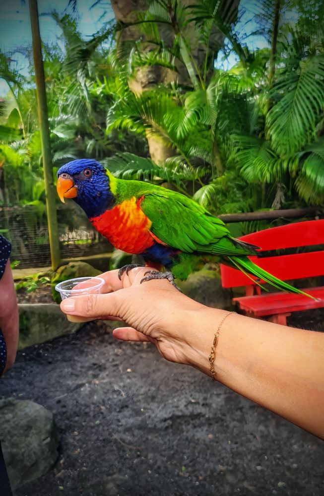 Un Loriquet, oiseau multicolore ( bleu marine, vert, jaune, rouge) au bec orangé posé sur la main qui lui tend quelques graines à déguster, devant un fond vert de palmiers.
Jardin botanique de Deshaies en Guadeloupe. 