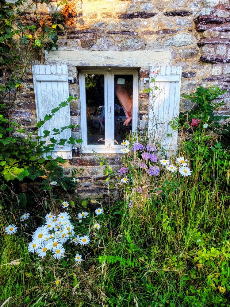Les herbes folles et fleurs sauvages ont envahi le devant de la maison bretonne  en pierres . Juste au dessus une fenêtre aux volets blancs en bois.