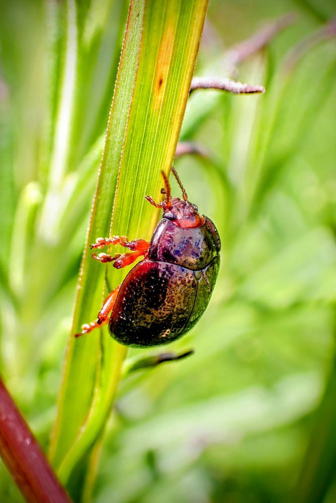Un petit coléoptère ( chrysolina) monte le long d 'un brin d' herbe.
