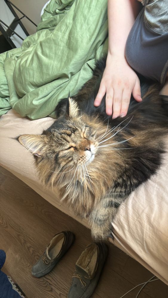 there is a cat sitting on a bed, eyes closed, supremely pleased with himself. the cat is a fluffy tabby with long whiskers and big ears. there is a white woman’s hand on his back, which forms a pleasant contrast with his dark back fur. 