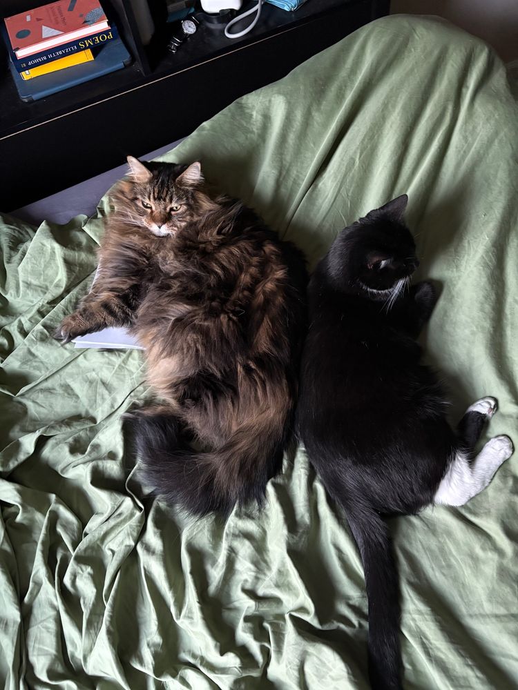 there are two cats sitting on a bed. one is a fluffy tabby and the other is a fuzzy tuxedo. their backs are touching each other, adorably. you can see a packet of paper under the paws of the tabby. trust me it is all very cute 
