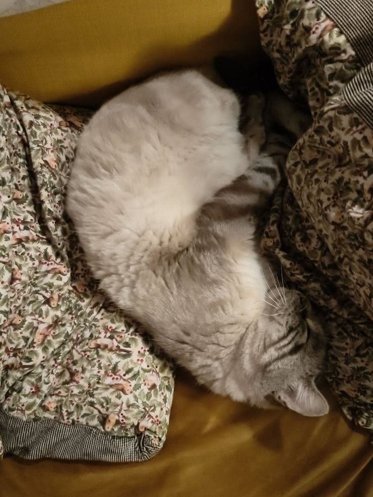 Gustave le chat qui profite de son statut de beau gosse pour se rouler en boule sur un fauteuil 