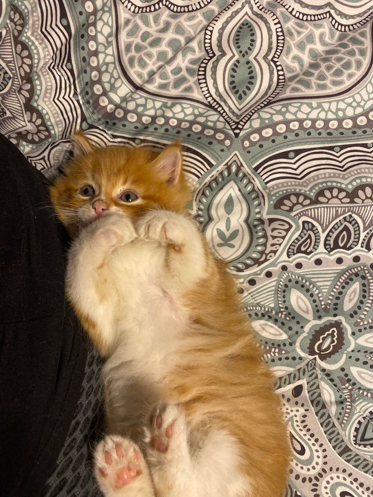A ginger and white long hair tabby. His front white paws are forming a heart. 