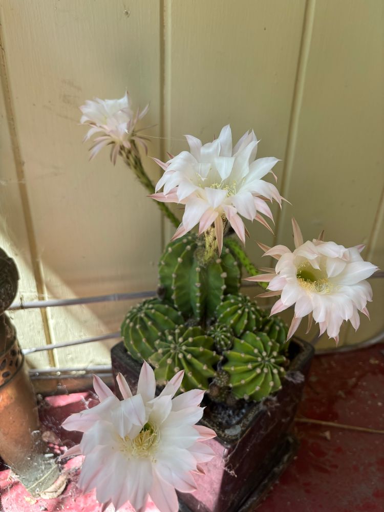 Barrel cactus with 4 blossoms that have multiple petals which are white centered & fade to pale pink with pale yellow centers 