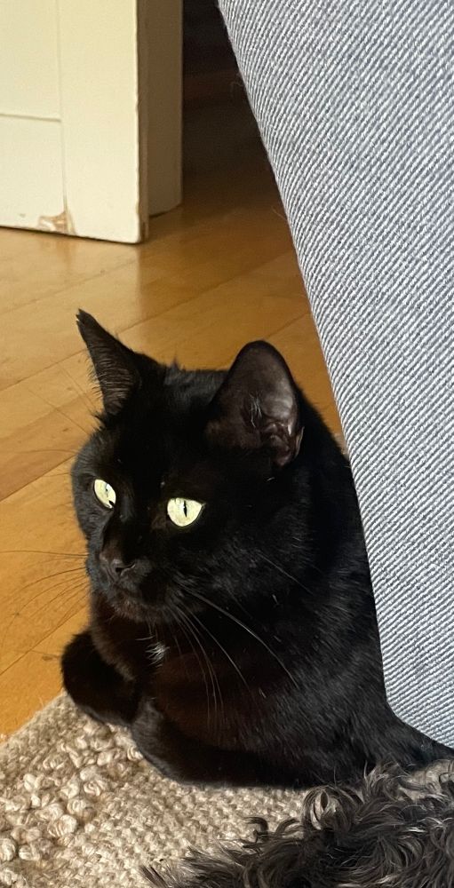 Schwarzer Kater liegt hinter einem grauen Sessel versteckt auf einem hellen Wollteppich. Sein Kopf und Vorderpfoten sind sichtbar. Neben ihm ist ein Stück Holzfußboden zu sehen. Im Hintergrund die Ecke einer geöffneten Schiebetür. 