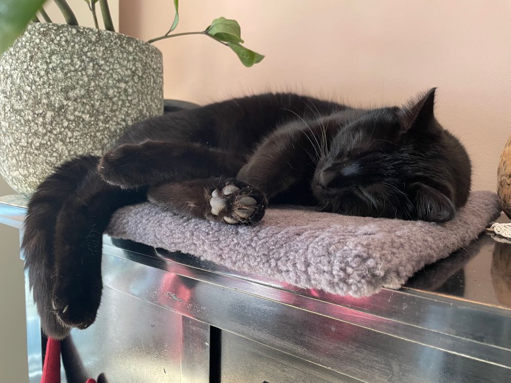 Schwarze, schlafende Katze liegt auf einem Fell auf einem schwarzen Klavier. Daneben steht eine Pflanze in einem grauen Topf.