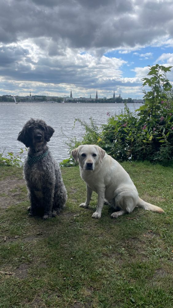 Zwei Hunde (graumelierter Doubledoodle und weißer Labrador) sitzen am Ufer der Außenalster in Hamburg auf einer Rasenfläche. Im Hintergrund sieht man die Hamburger Skyline mit Kirchtürmen, Rathausturm, Elbphilharmonie. Der Himmel ist neben vereinzelten blauen Fleckchen mit schweren, teils grauen Wolken verhangen. Beide Hunde schauen in die Kamera. Der Doubledoodle neigt leicht den Kopf nach links. 