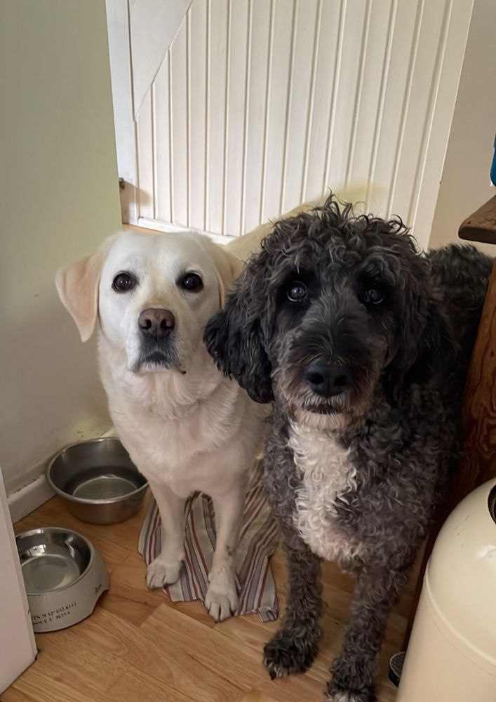 Ein weißer Labrador (links) und ein grauer Pudelmischling (rechts) mit weißem Latz stehen nebeneinander in einem Flur. Links im Bild auf dem Boden stehen die Fressschalen. Bis auf etwas Wasser in der Einen sind sie leider leer. Beide Hunde scheinen mit ihren Blicken zu sagen: Fülle die Schalen auf. 