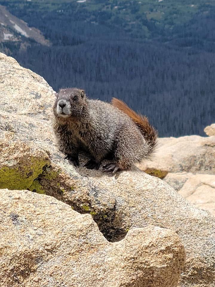 Marmot in RMNP