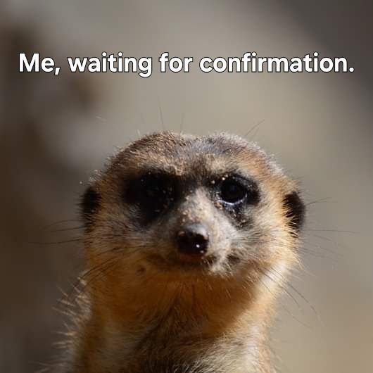 Photo of a meerkat looking at the camera. Text reads: 