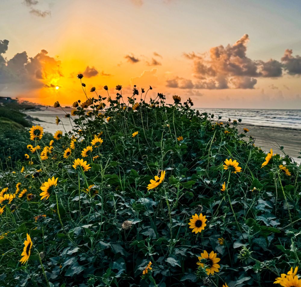 A sunrise view from Crystal Beach, Texas. In the foreground, a dune covered with blooming yellow sunflowers fills the frame, their petals catching the morning light. Behind them, the sun rises in a golden-orange sky with scattered clouds, casting reflections across the ocean waves. The shoreline stretches into the distance, evoking a calm summer morning by the coast.