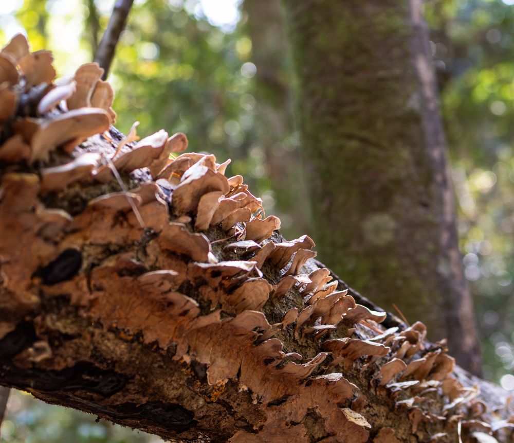 Close-up of turkey tail mushrooms (Trametes versicolor) growing in layered rows along a decaying tree trunk in the woods of East Texas. The fungi form a sweeping diagonal across the frame, catching soft sunlight filtering through the forest canopy. Their tan and rust-colored caps curl upward from the bark, showing the texture of natural decay and woodland resilience. A blurred background of green moss and trees adds depth, highlighting the living rhythm of the Texas forest floor.