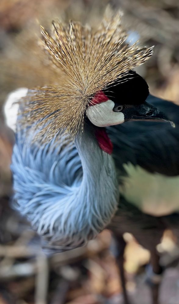 Close-up photo of a Grey Crowned Crane with a striking golden crown of feathers fanning out above its head. The bird has a black cap, white cheek patch, and a red wattle, with long silky gray plumage curving along its neck. Background is softly blurred, highlighting the crane’s regal profile and ornate textures.