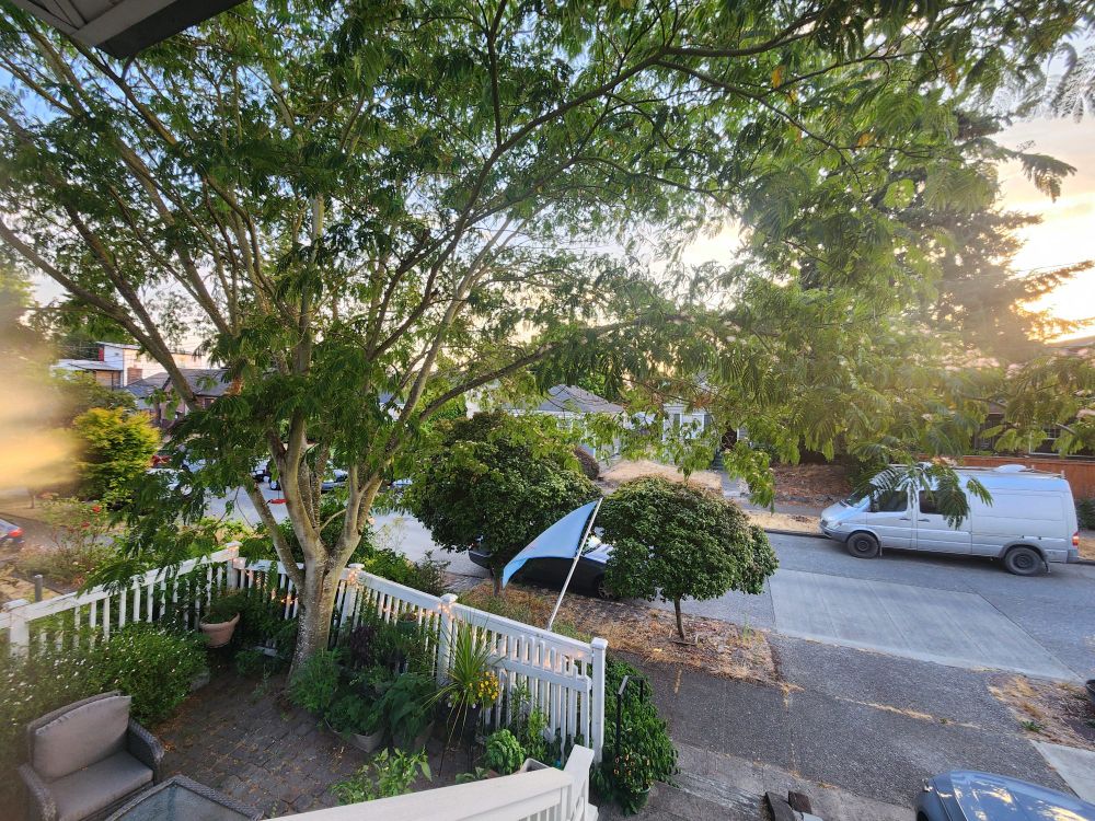 Patio with large tree screening it, with golden light all around.