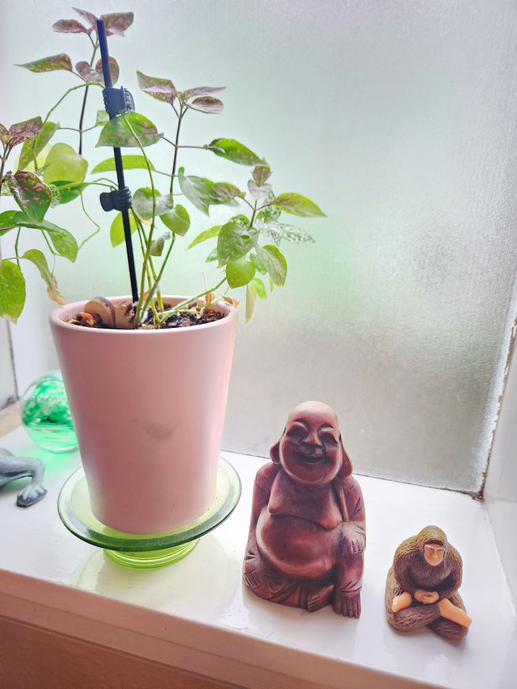Window ledge with a pink and green plant, a Budda figure, and a Yogi Sasquach figure with subdued morning light behind them.
