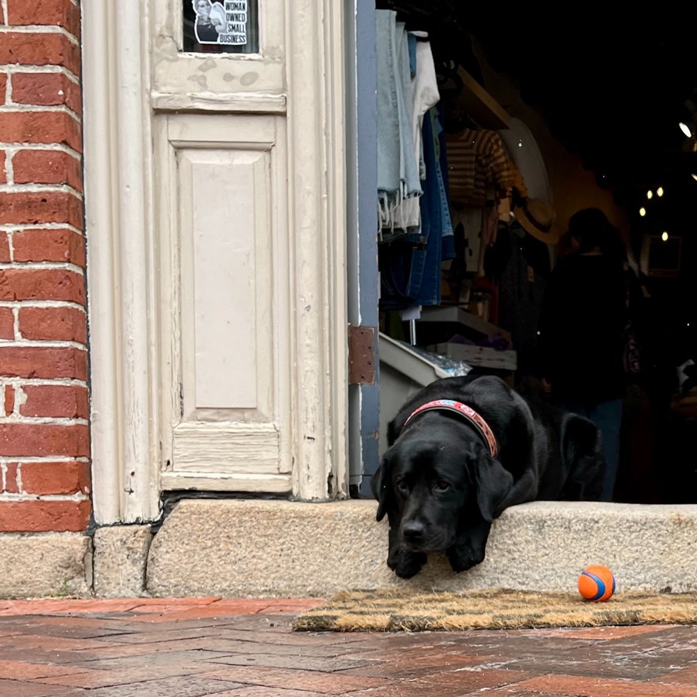 A black dog sitting next to an orange ball, on a front stoop of a store 