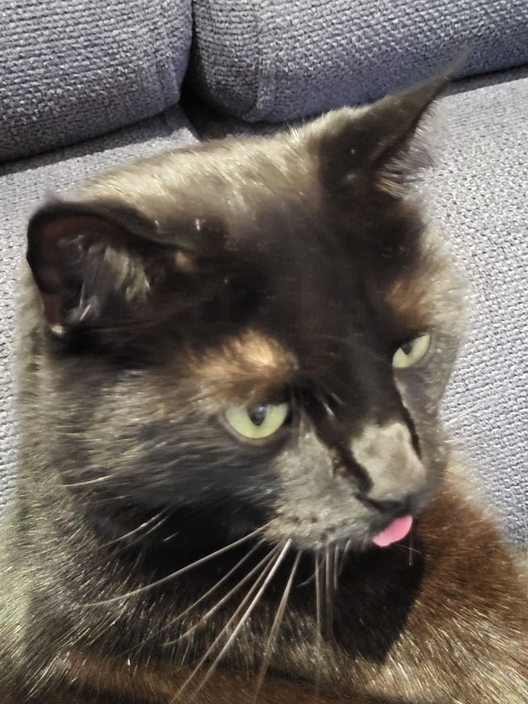 Schwarzer Kater hält beim putzen inne. Dabei hat er die rosa Zunge vergessen wieder in den Mund zu stecken.