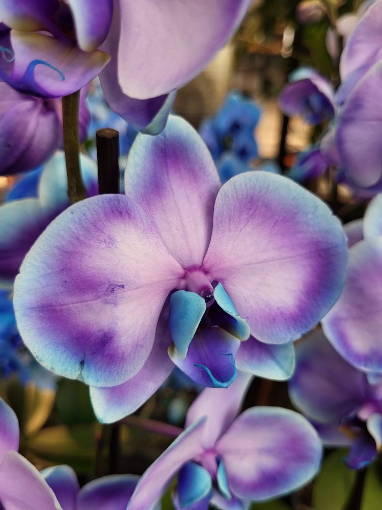 Eine Orchidee in lila Tönen mit blauen Rändern und blau in der Blütenmitte.