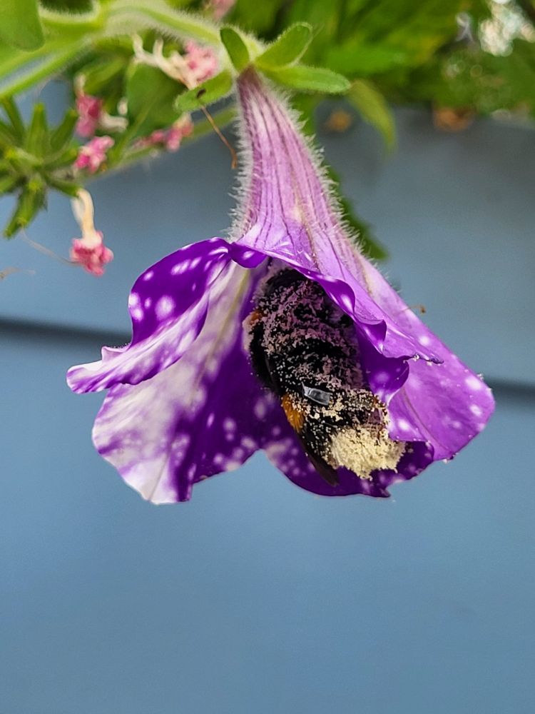 In einer lila mit weißen Tupfen gefärbten Petunienblüte sitzt eine dicke Hummel, über und über mit Pollen benetzt. Dahinter das Blau des Blumenkastens.