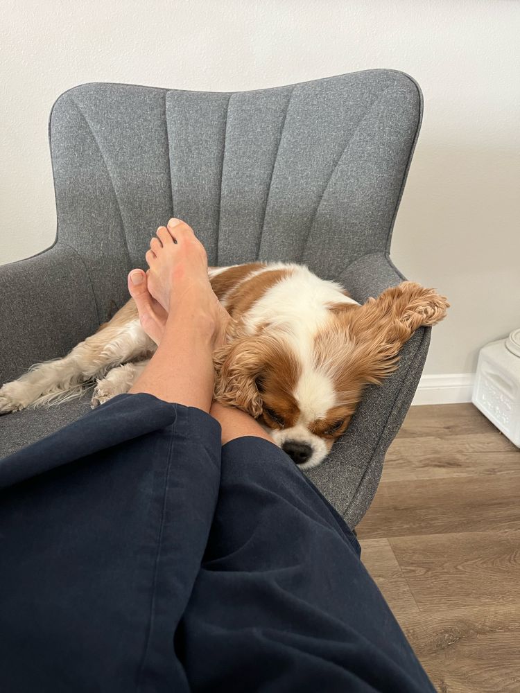 Cavalier at my feet