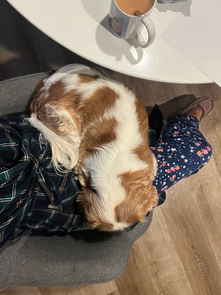Puppy on lap preventing owner from starting day. 