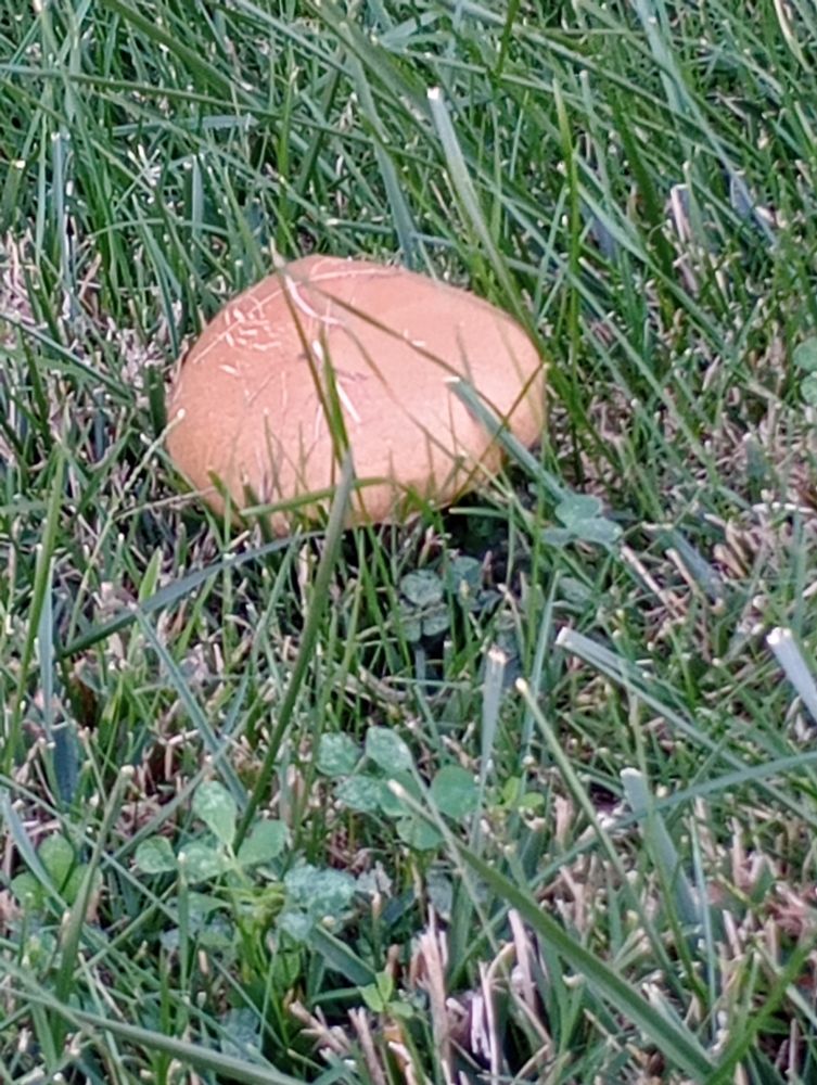 A lone mushroom nearby the trio but far enough away to indicate they grow scattered and not clustered