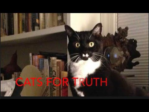 Cats for Truth | Business Fail