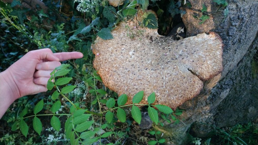 Me pointing at a ginormous fungus. I think it's a Dryad's Saddle, one of three brackets living on an Ash tree. Probably a foot across, so they can get bigger, but it's quite a chonkster anyway. 