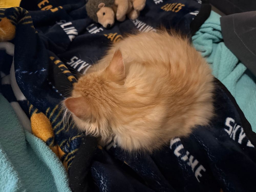 Smol orange kitten turning into a circle