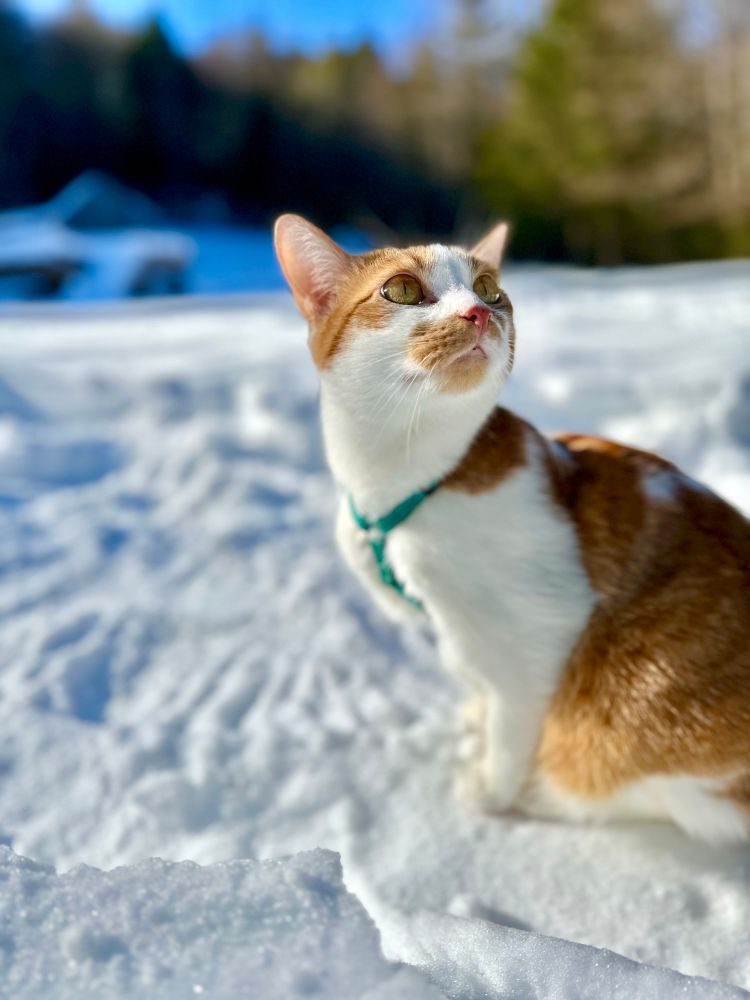 Orange and white cat on harness questions the existence snow 