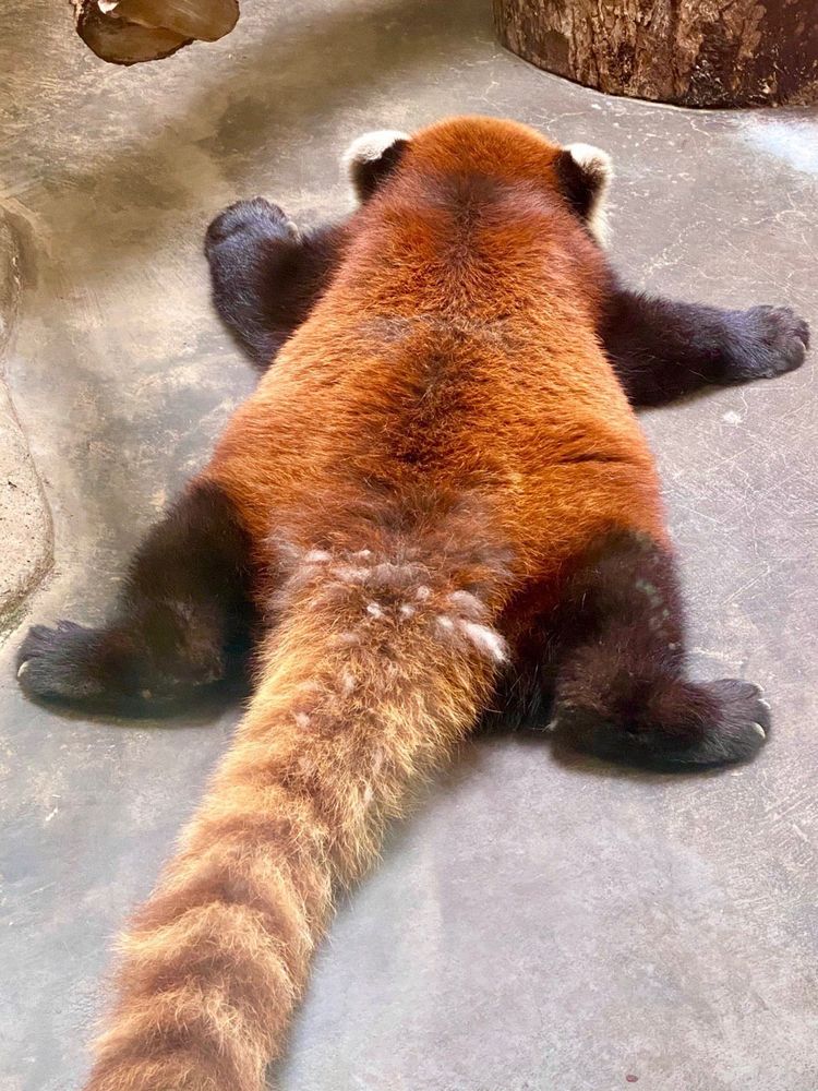 Beating the summer heat has never been better than laying on a cold stone floor of an air conditioned habitat. In order to get the maximum chill, a fluffy red panda sprawls out to get as much of its surface area on the concrete, and to expose its back to that chilly, refreshing air