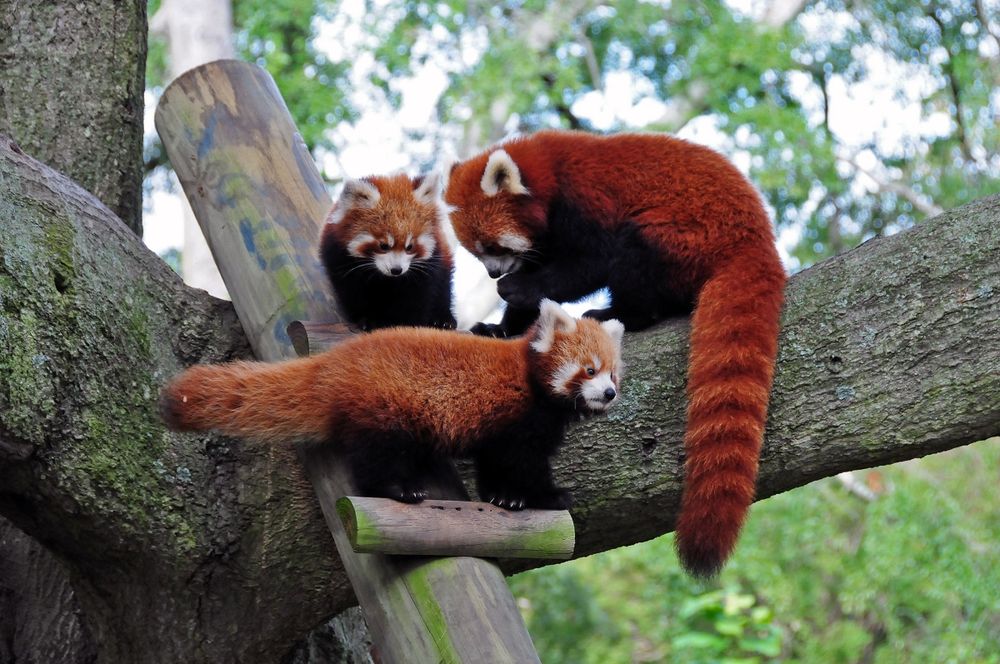 A small mischief, the name for a group of red pandas, gang together on a wooden post and tree branches as they plan their daily activities together