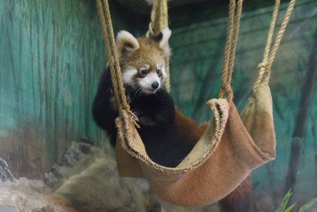 A very chill red panda hangs out in a burlap hammock, just vibing there. A very comfortable spot to relax in while everyone takes beautiful photos of you