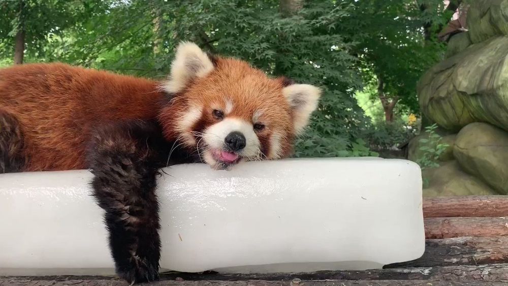 A red panda beats the blazing heat in the best way possible: using a big block of ice as a bed. A cheerful grin is across the pandas face, happy to be nice and cool through the heat