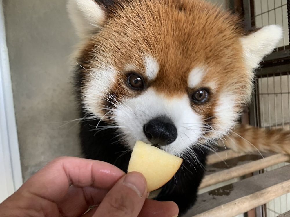 A cute fluffy panda sniffs a piece of apple that is generously provided by a friendly caretaker. Delicious lil snack for a sweet little cute panda