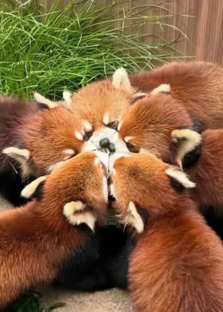 Five red pandas form a circle with their snouts in a big group boop
