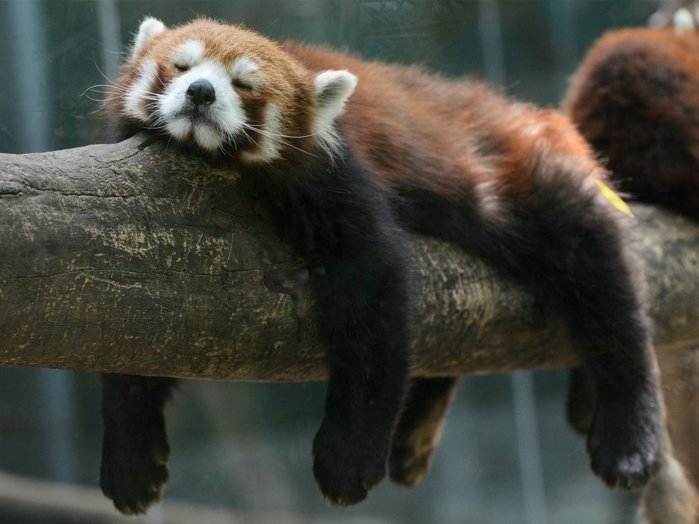 What a poor sleepy panda. The little bean can barely keep its eyes open while it lays atop a log. Get this sweet little panda a nice soft bed and blankie, they need their beauty sleep!